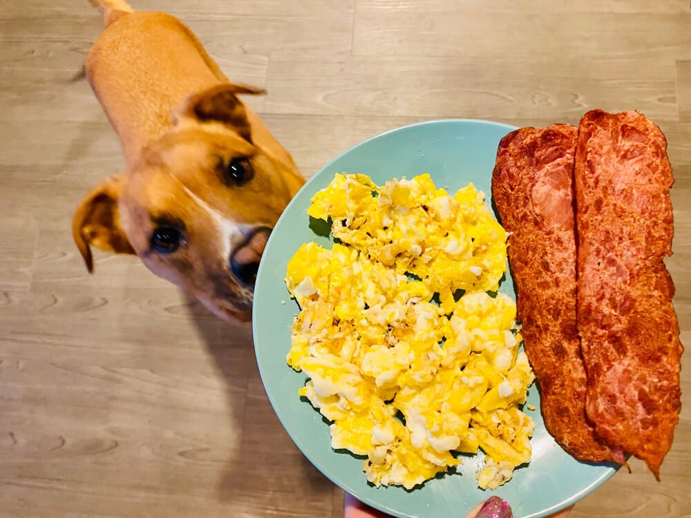 Dog looking at processed turkey