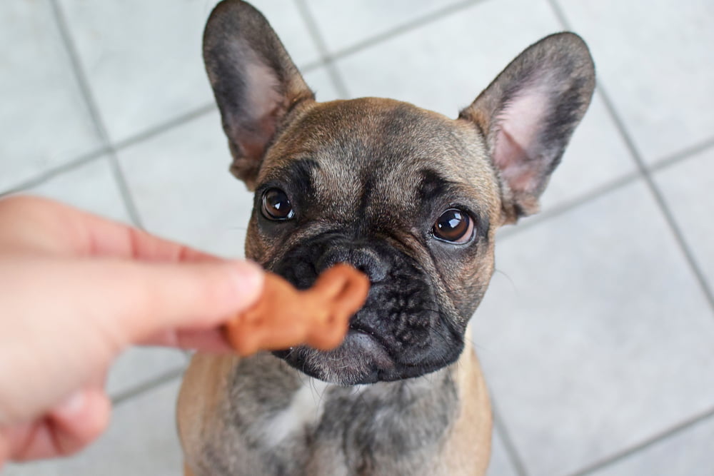 Feeding Your French Bulldog 