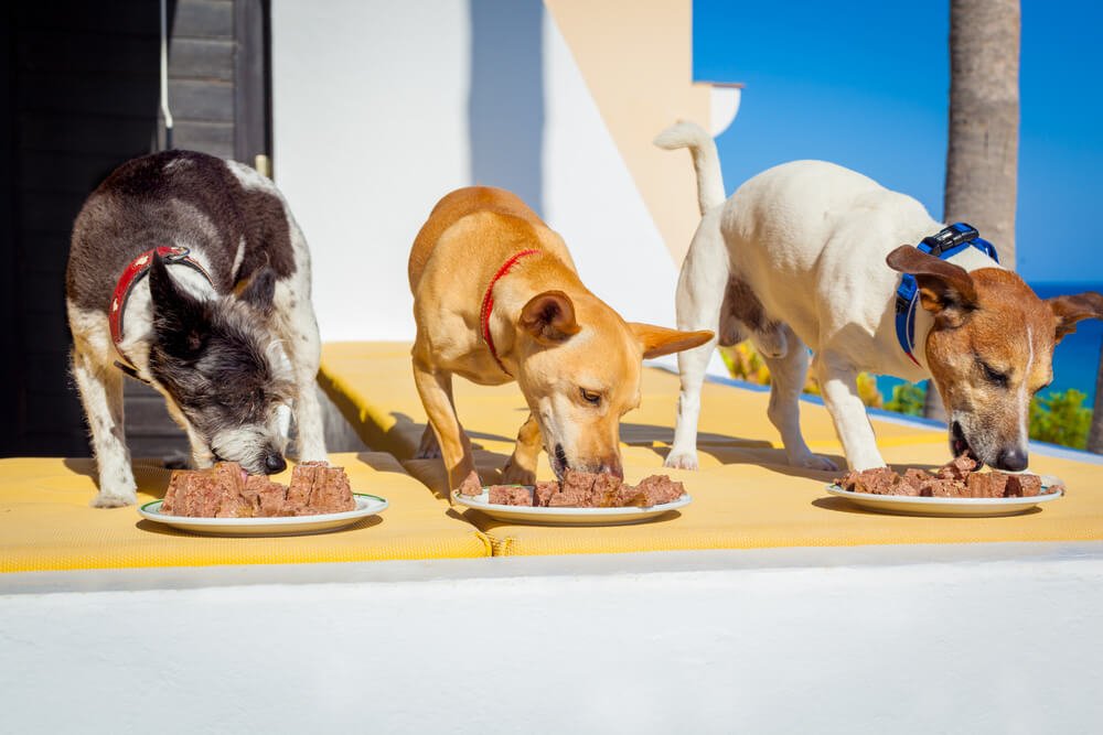 What Is the Best Food For Dogs With Allergies