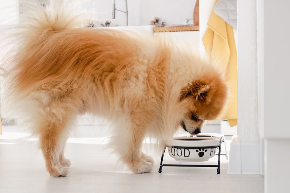 low fat dog food