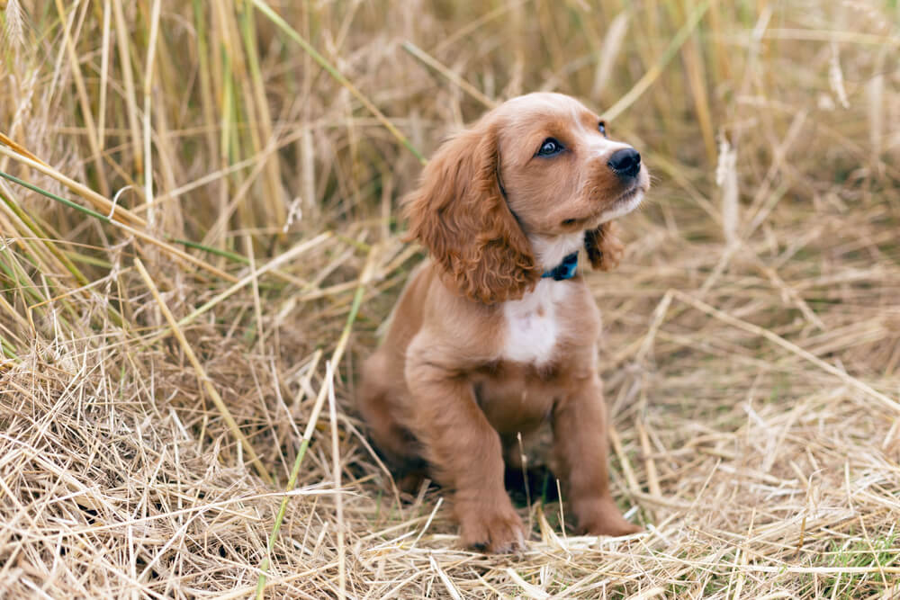 Lady and the Tramp American Cocker Spaniel puppy