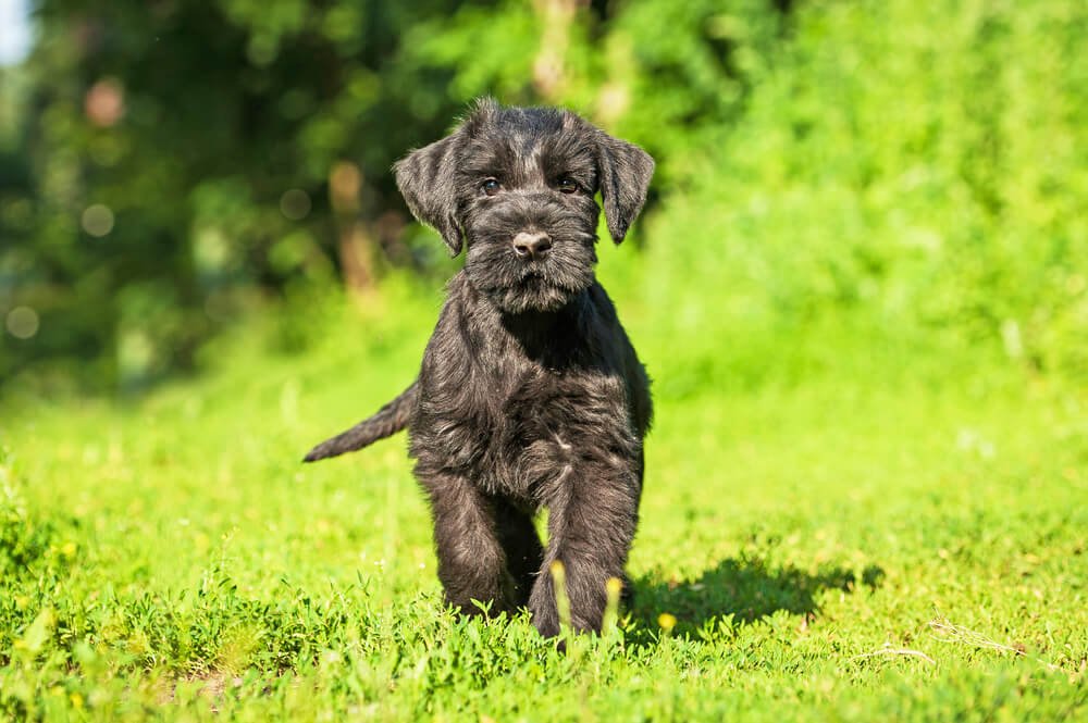 Lady and the Tramp Schnauzer puppy