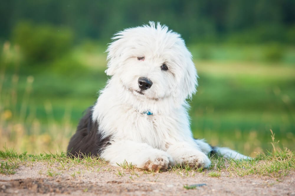 Little Mermaid Old English Sheepdog puppy