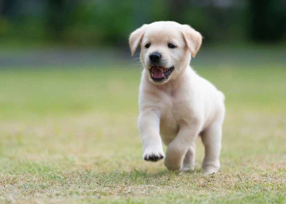 Labrador puppy running