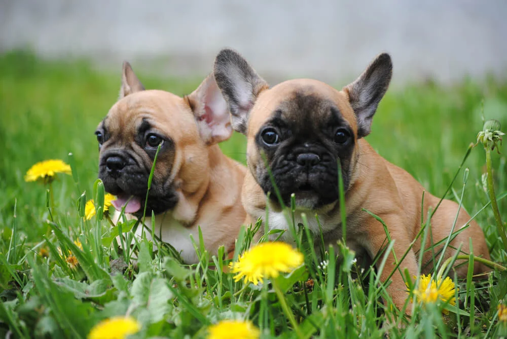 French bulldog puppy