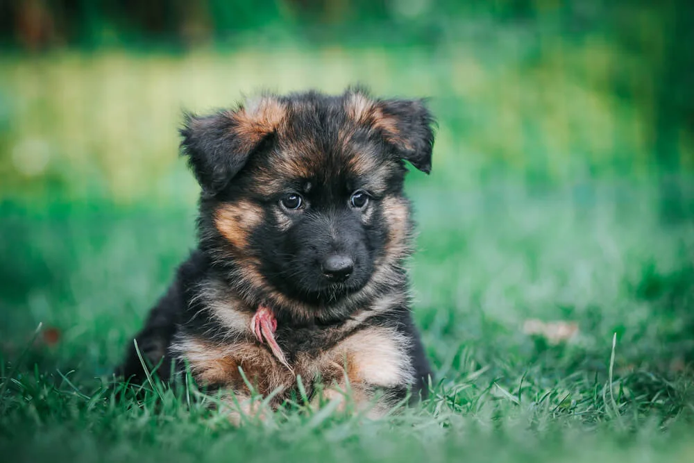 German Shepherd puppy