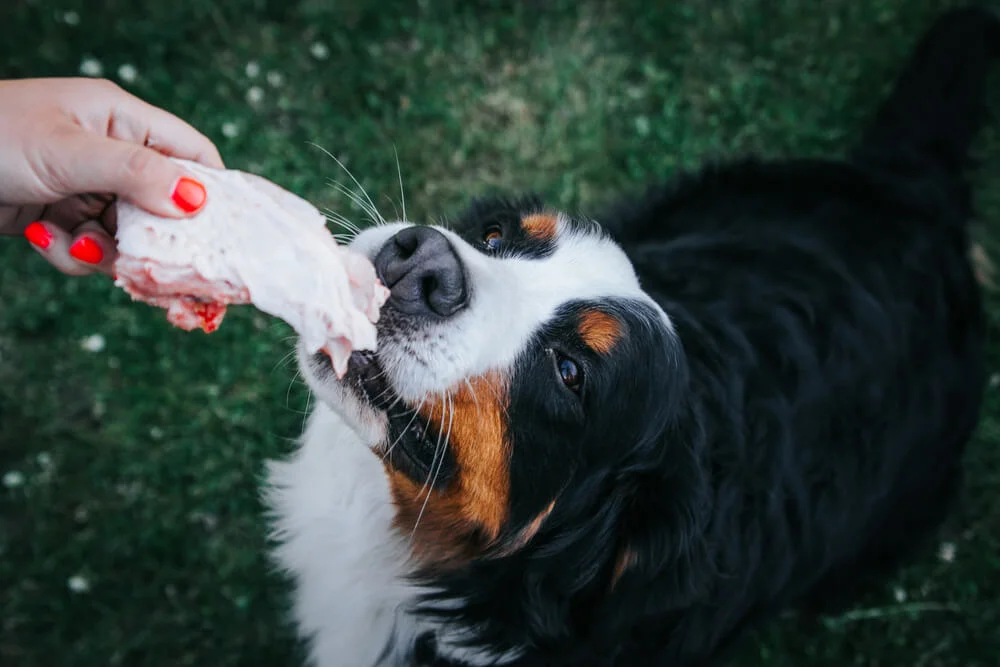 dog eating fatty beef