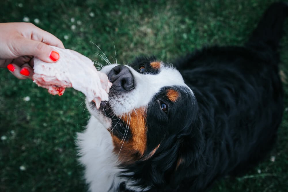 Can Dogs Have Cooked Beef Bones