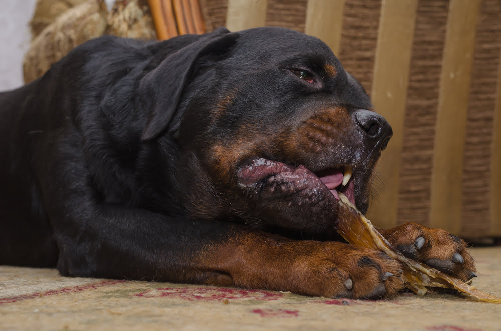 can dental bones make dogs sick