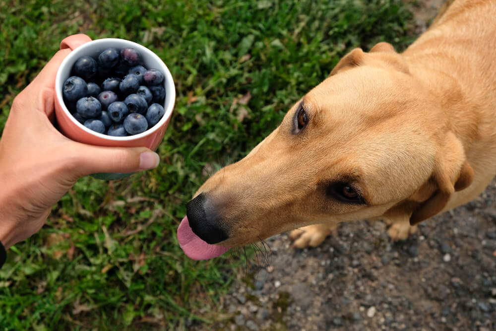 dog and a blueberry bowl