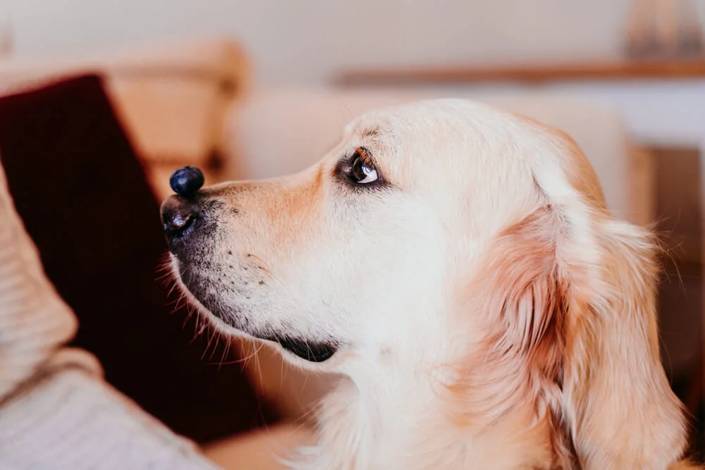 dog with a blueberry on its nose