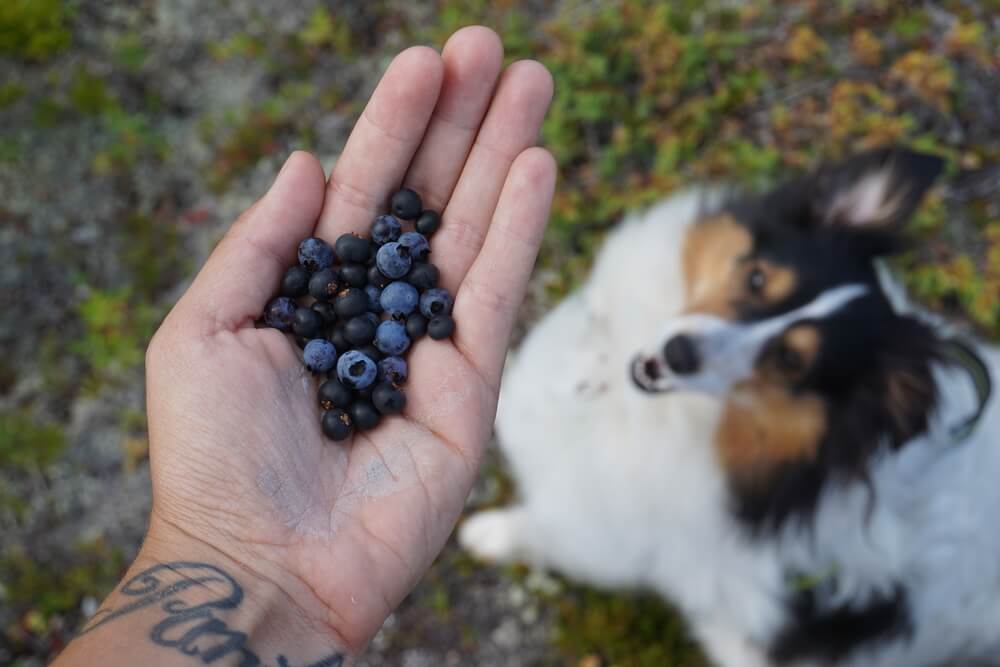 dog and a full hand of blueberries