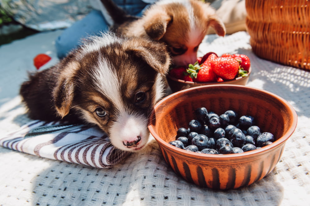 can dogs eat whole blueberries