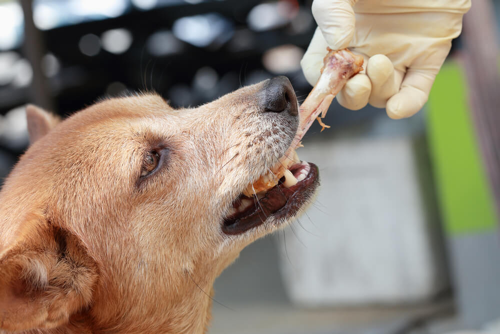 dog eating chicken bones