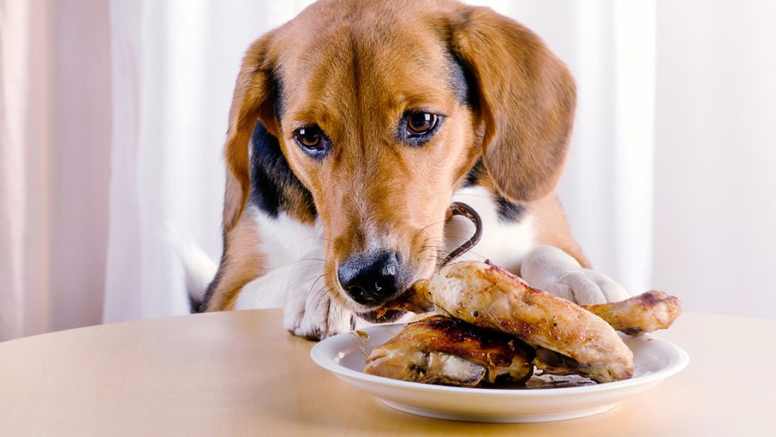 Can Dogs Eat Cooked Chicken? Adding Chicken to Your Dog’s Diet