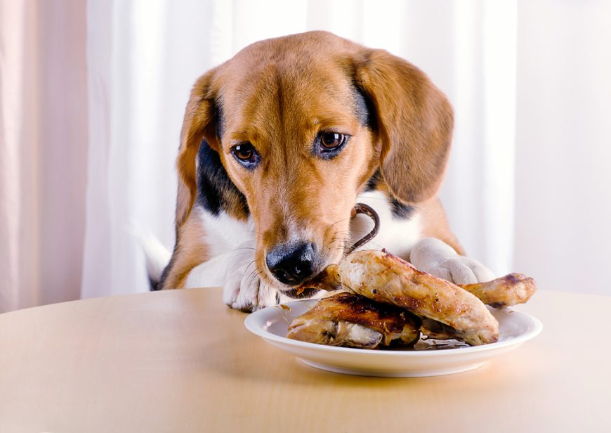 Can Dogs Eat Chicken? All You Need to Know Raised Right
