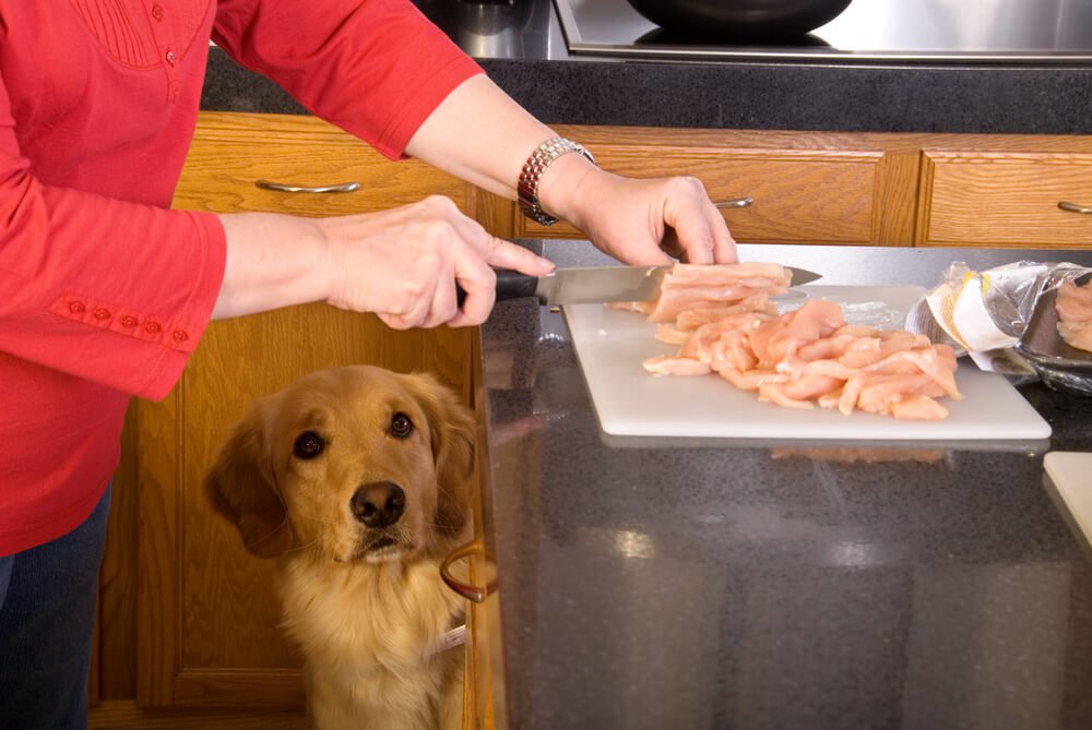 dog looking at raw chicken breast