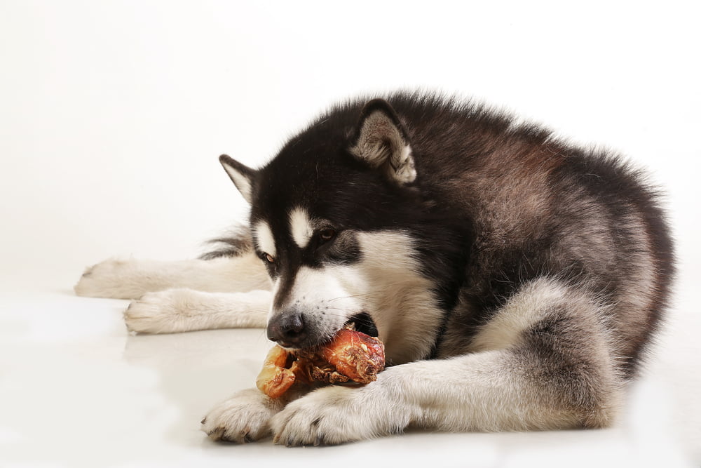 Can Dogs Eat Pork?  