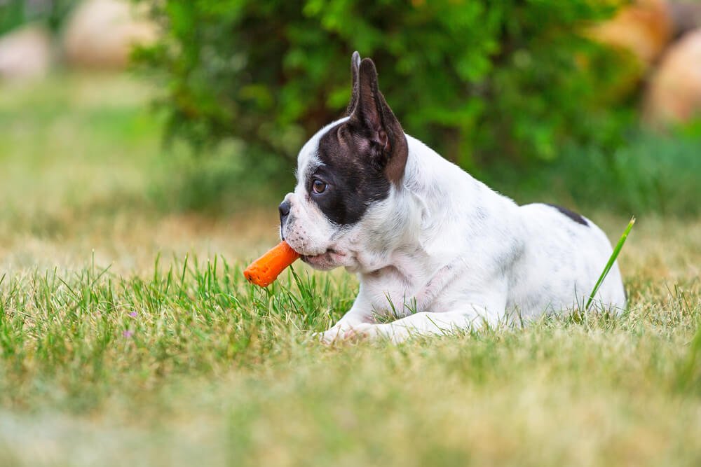 French bulldog eating a carrot.