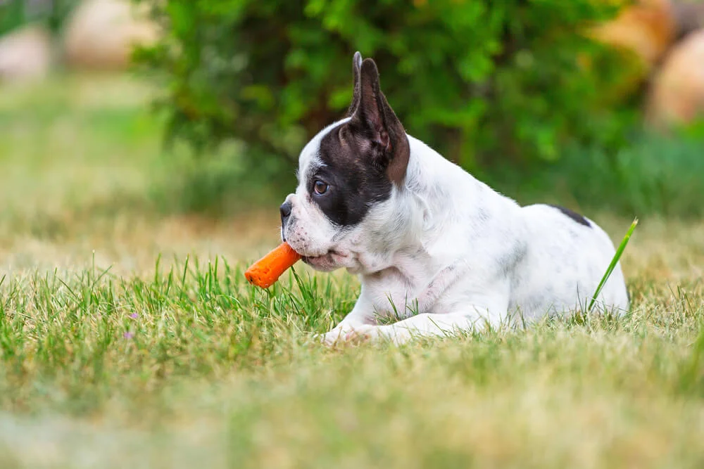 French bulldog eating a carrot.