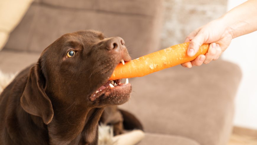 Can Dogs Eat Carrots? Which Carrot Parts are Safe & How Often