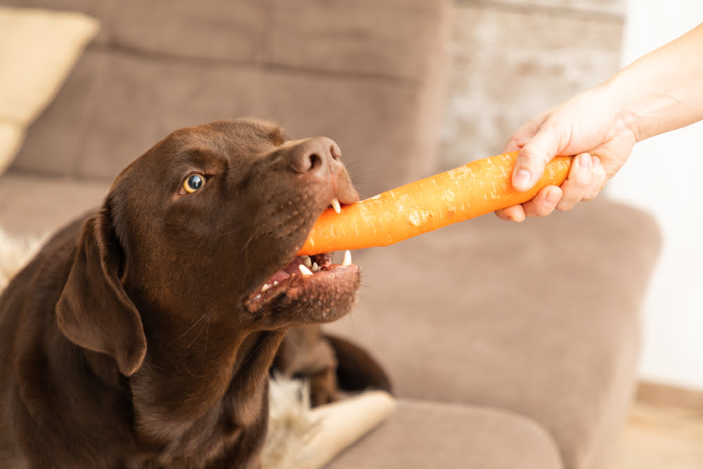 are too many carrots bad for my dog