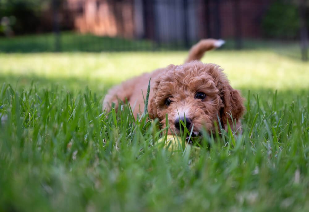 Brown golden doodle playing with a ball