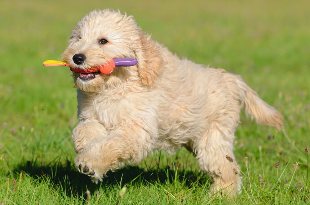 cream golden doodle running