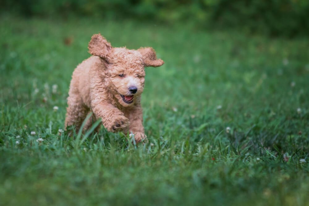 golden doodle running in tall grass