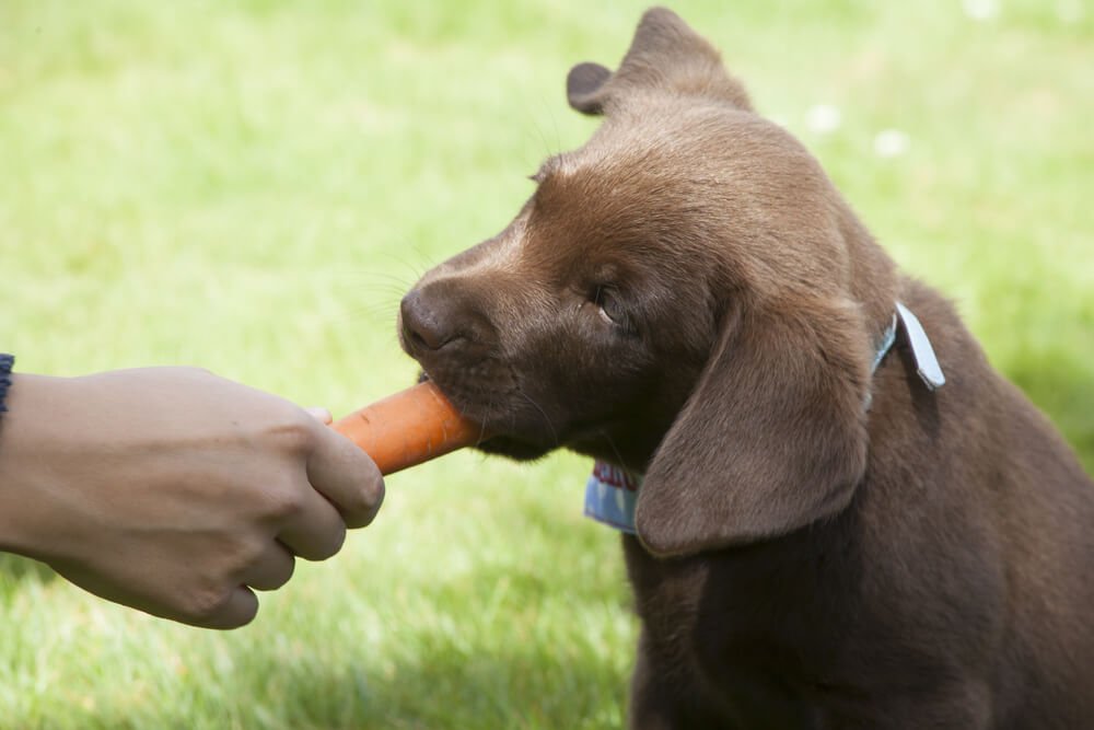 Dog eating a carrot