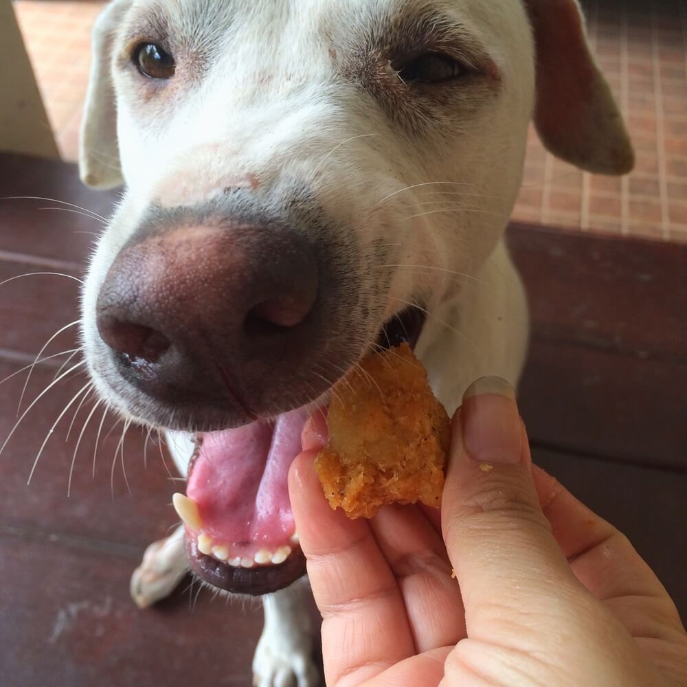 dog eating a chicken nugget