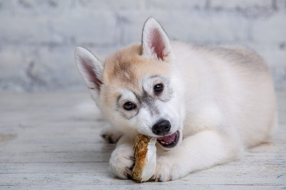 dog eating cooked pork