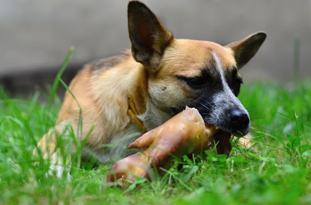 dog eating pork feet