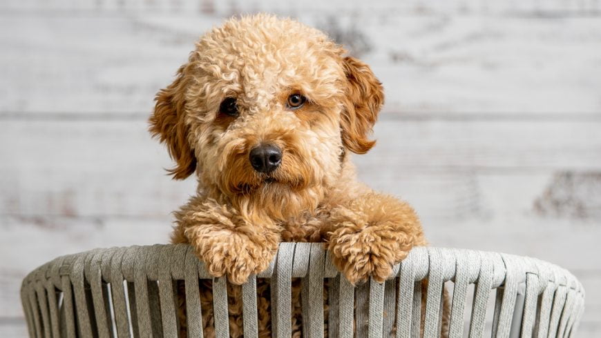 Unique and Creative Dog Names for Your Golden Doodle