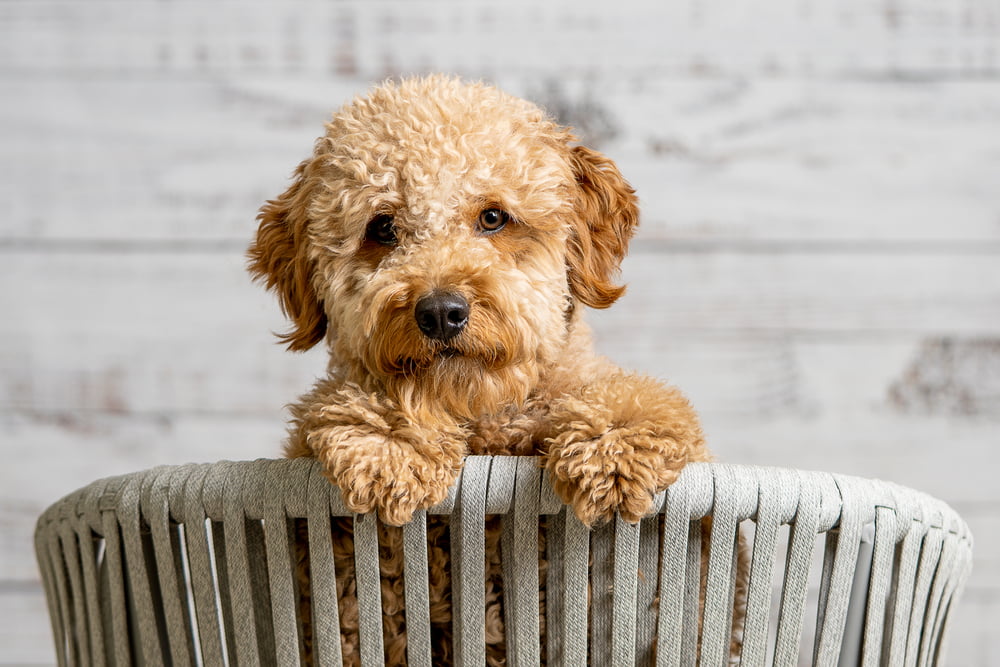 Unique and Creative Dog Names for your Golden Doodle Pup
