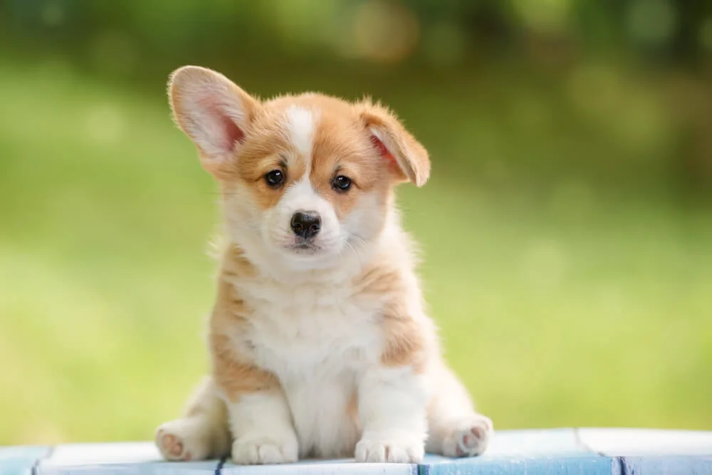 Adorable Small Dog Names Perfect For Your Pup - Raised Right ...