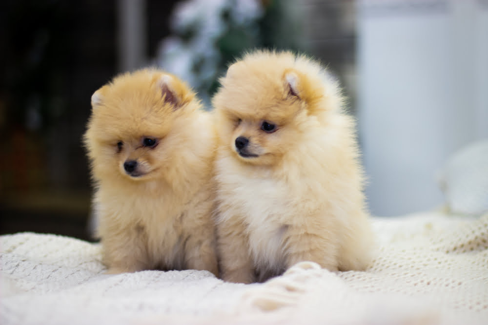 Adorable Small Dog Names Perfect For Your Pup - Raised Right ...