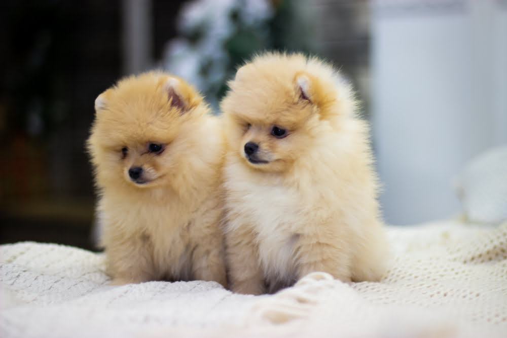 15 Cute Dog Breeds That Stay Small Forever