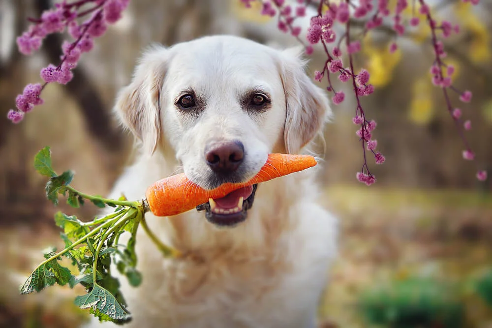 Golden retriever with a carrot