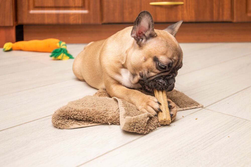 puppy eating savory food