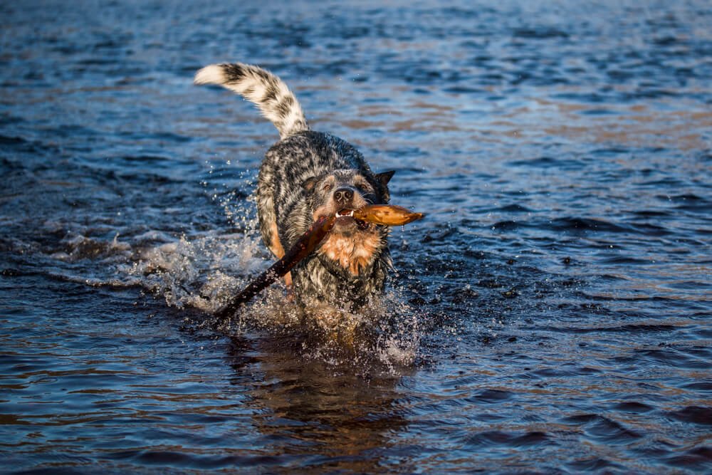 Dog eating kelp