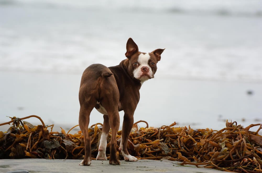 Dog on a kelp beach