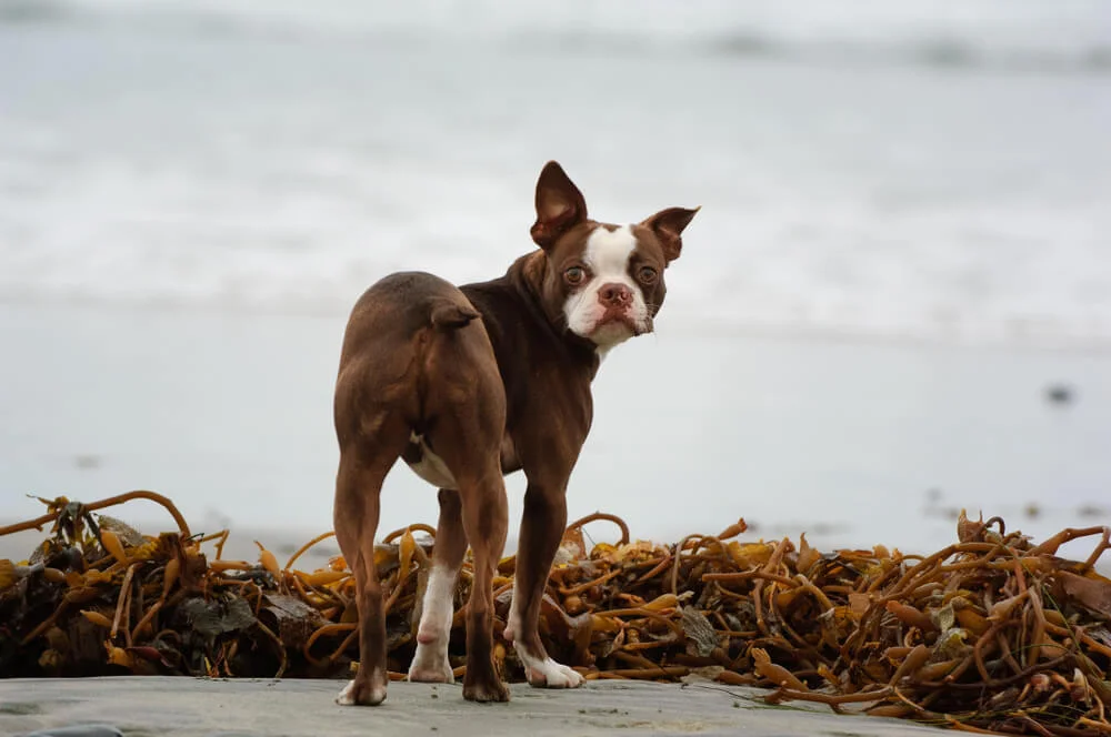 Dog on a kelp beach