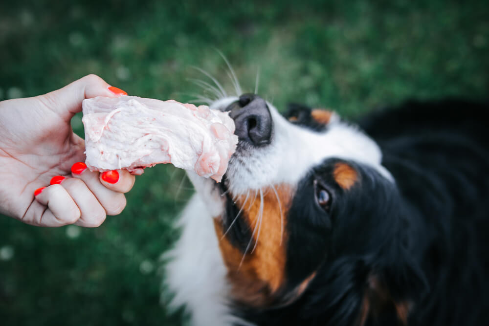 Dog eating raw turkey