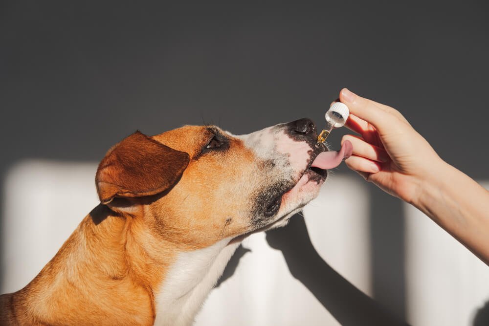 Dog licking flaxseed oil