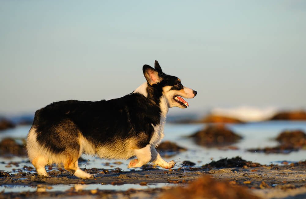 Dog surrounded by kelp