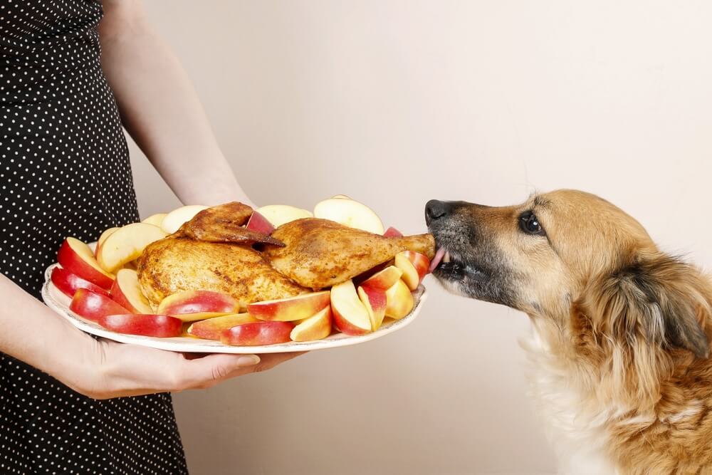 Dog eating turkey