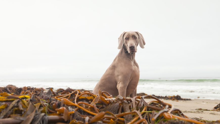 Kelp for Dogs: Health Benefits, Dosage and Potential Risks