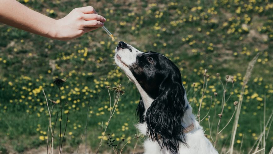 Is Flaxseed Oil Good For Dogs?