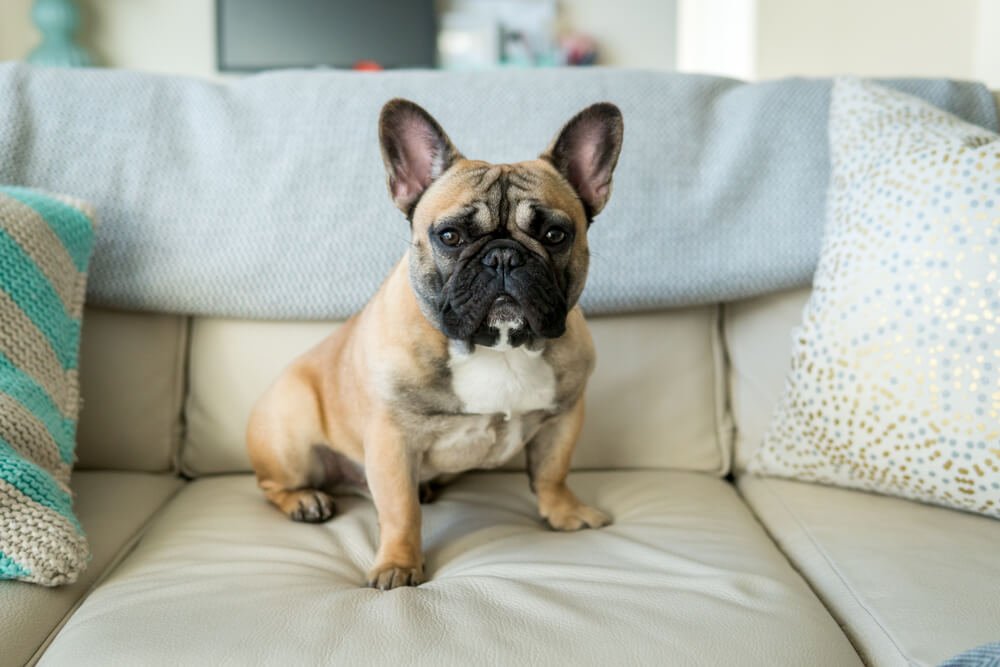 50 Most Popular French Bulldog Names – frenchie Shop